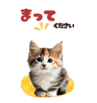 BIGスタンプ ミヌエットの子猫スタンプ（個別スタンプ：6）