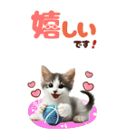 BIGスタンプ ミヌエットの子猫スタンプ（個別スタンプ：8）