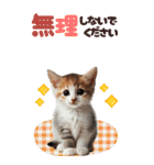 BIGスタンプ ミヌエットの子猫スタンプ（個別スタンプ：9）