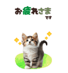 BIGスタンプ ミヌエットの子猫スタンプ（個別スタンプ：10）