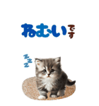 BIGスタンプ ミヌエットの子猫スタンプ（個別スタンプ：13）