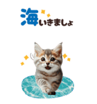 BIGスタンプ ミヌエットの子猫スタンプ（個別スタンプ：14）
