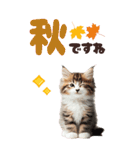 BIGスタンプ ミヌエットの子猫スタンプ（個別スタンプ：16）