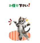 BIGスタンプ ミヌエットの子猫スタンプ（個別スタンプ：20）
