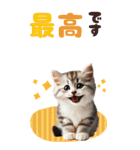 BIGスタンプ ミヌエットの子猫スタンプ（個別スタンプ：22）