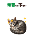BIGスタンプ ミヌエットの子猫スタンプ（個別スタンプ：23）