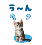 BIGスタンプ ミヌエットの子猫スタンプ（個別スタンプ：24）