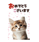BIGスタンプ ミヌエットの子猫スタンプ（個別スタンプ：25）