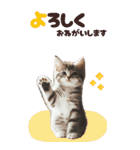BIGスタンプ ミヌエットの子猫スタンプ（個別スタンプ：28）