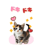 BIGスタンプ ミヌエットの子猫スタンプ（個別スタンプ：31）