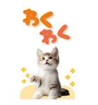 BIGスタンプ ミヌエットの子猫スタンプ（個別スタンプ：32）