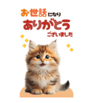 BIGスタンプ ミヌエットの子猫スタンプ（個別スタンプ：36）