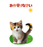 BIGスタンプ ミヌエットの子猫スタンプ（個別スタンプ：39）