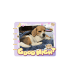 動く！COCO little beagle（個別スタンプ：1）