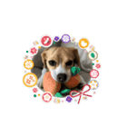 動く！COCO little beagle（個別スタンプ：5）