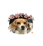 動く！COCO little beagle（個別スタンプ：7）