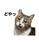 マダムえびとときどき犬（個別スタンプ：1）