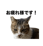 マダムえびとときどき犬（個別スタンプ：2）