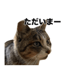 マダムえびとときどき犬（個別スタンプ：3）
