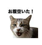 マダムえびとときどき犬（個別スタンプ：4）