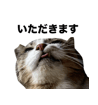 マダムえびとときどき犬（個別スタンプ：5）