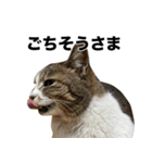 マダムえびとときどき犬（個別スタンプ：6）