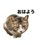 マダムえびとときどき犬（個別スタンプ：7）