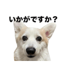 マダムえびとときどき犬（個別スタンプ：8）