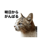 マダムえびとときどき犬（個別スタンプ：9）