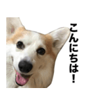 マダムえびとときどき犬（個別スタンプ：10）