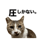 マダムえびとときどき犬（個別スタンプ：11）