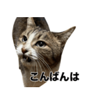 マダムえびとときどき犬（個別スタンプ：12）