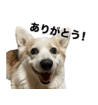 マダムえびとときどき犬（個別スタンプ：13）