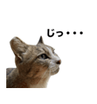 マダムえびとときどき犬（個別スタンプ：15）