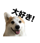 マダムえびとときどき犬（個別スタンプ：16）