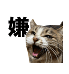 マダムえびとときどき犬（個別スタンプ：17）