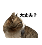 マダムえびとときどき犬（個別スタンプ：20）