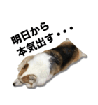 マダムえびとときどき犬（個別スタンプ：21）