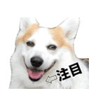 マダムえびとときどき犬（個別スタンプ：22）