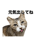 マダムえびとときどき犬（個別スタンプ：23）