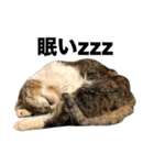 マダムえびとときどき犬（個別スタンプ：25）