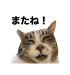 マダムえびとときどき犬（個別スタンプ：27）