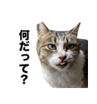 マダムえびとときどき犬（個別スタンプ：28）