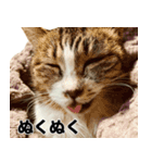 マダムえびとときどき犬（個別スタンプ：29）