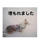 マダムえびとときどき犬（個別スタンプ：30）