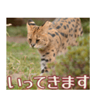 動物園の仲間たち(サーバル)（個別スタンプ：3）