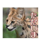 動物園の仲間たち(サーバル)（個別スタンプ：5）