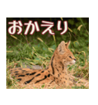 動物園の仲間たち(サーバル)（個別スタンプ：6）