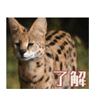 動物園の仲間たち(サーバル)（個別スタンプ：7）