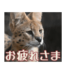 動物園の仲間たち(サーバル)（個別スタンプ：11）